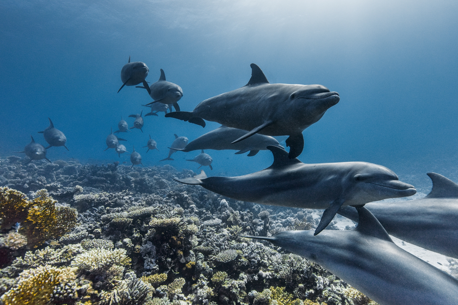 OCEAN with David Attenborough